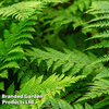 Polypodium vulgare