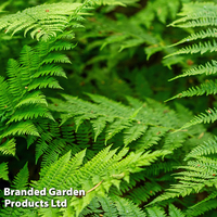 Polypodium vulgare