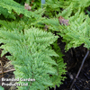 Polystichum setiferum 