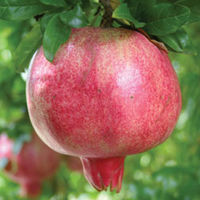 Pomegranate 