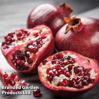 Pomegranate 