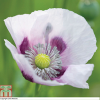 Poppy 