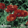 Poppy 