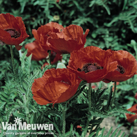 Poppy 