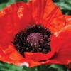 Poppy 