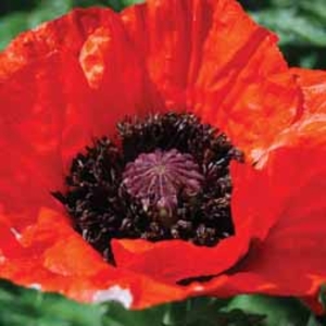 Poppy 