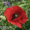Poppy 