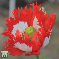 Poppy 