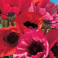 Poppy 