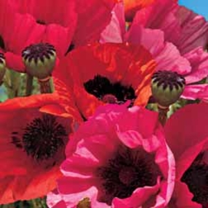 Poppy 