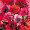 Poppy 