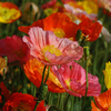 Poppy 
