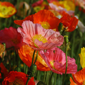 Poppy 