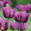 Poppy 
