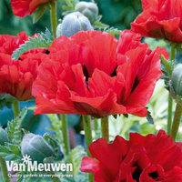 Poppy 