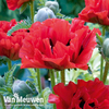 Poppy 