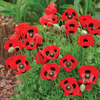 Poppy 