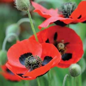 Poppy 