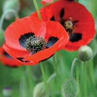 Poppy 
