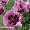 Poppy 
