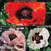 Poppy 
