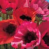 Poppy 