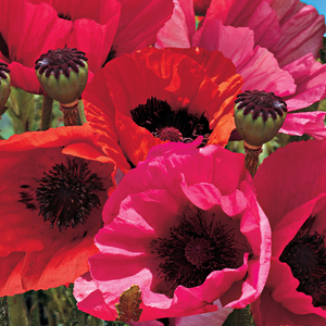 Poppy 