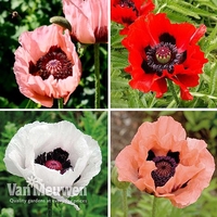 Poppy 
