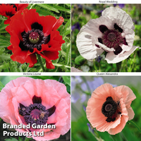 Poppy 