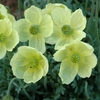 Poppy 