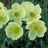 Poppy 
