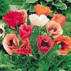 Poppy 