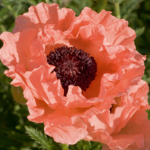 Poppy 