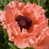 Poppy 