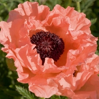 Poppy 