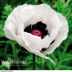 Poppy 