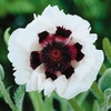 Poppy 