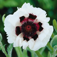 Poppy 