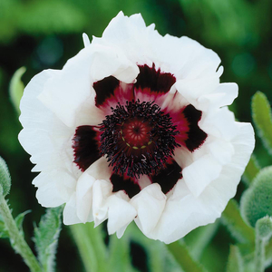 Poppy 