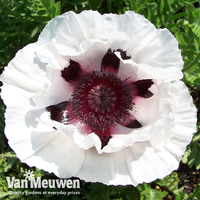 Poppy 
