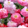 Poppy 