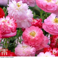 Poppy 