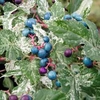 Porcelain Vine - 3 plants in 7cm pots