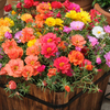 Portulaca Mixed