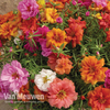 Portulaca 