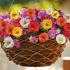 Portulaca 