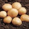 Potato Rocket - 5 tubers