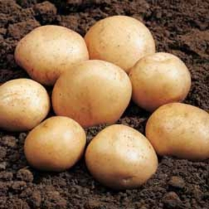 Potato Rocket - 5 tubers