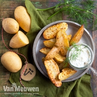 Potato 
