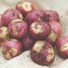 Potato 